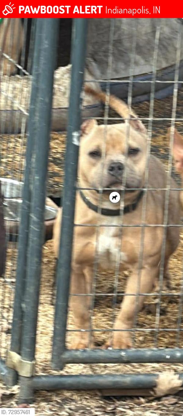 Lost Female Dog last seen 10th and LaSalle, Indianapolis, IN 46201