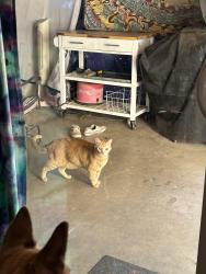 Found/Stray Unknown Cat last seen Broadway & Price, Tempe, AZ 85282