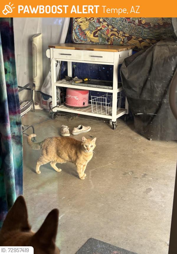 Found/Stray Unknown Cat last seen Broadway & Price, Tempe, AZ 85282
