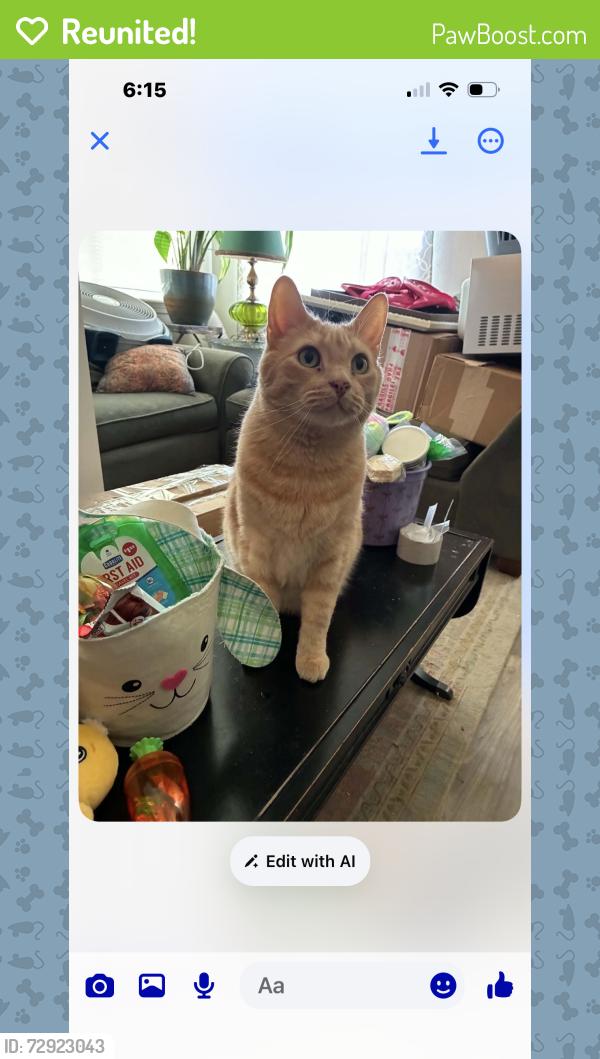 Reunited Male Cat last seen Brosterhouse and Elkhorn St, Bend, OR 97702