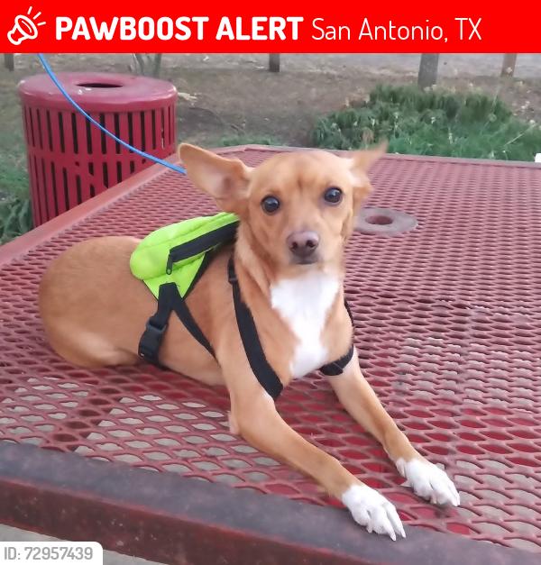 Lost Male Dog last seen Pine Hollow, San Antonio, TX 78211