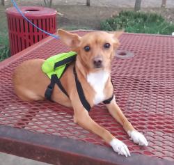 Lost Male Dog last seen Pine Hollow, San Antonio, TX 78211