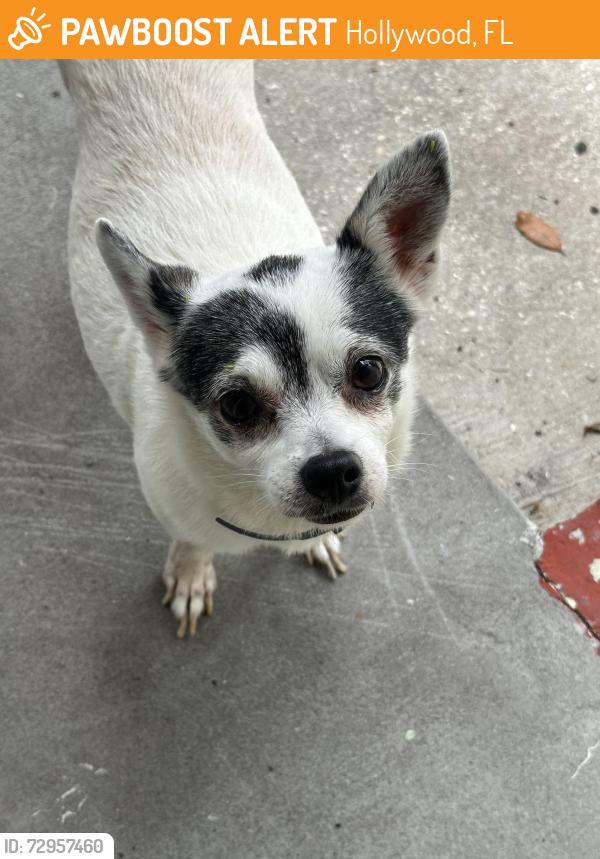 Found/Stray Female Dog last seen Near Garfield , Hollywood, FL 33021