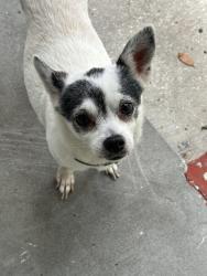 Found/Stray Female Dog last seen Near Garfield , Hollywood, FL 33021