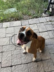 Found/Stray Female Dog last seen Garapan & Kiest, Dallas, TX 75224
