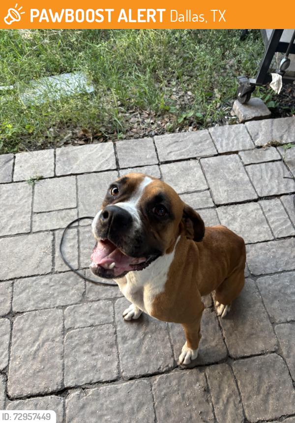 Found/Stray Female Dog last seen Garapan & Kiest, Dallas, TX 75224