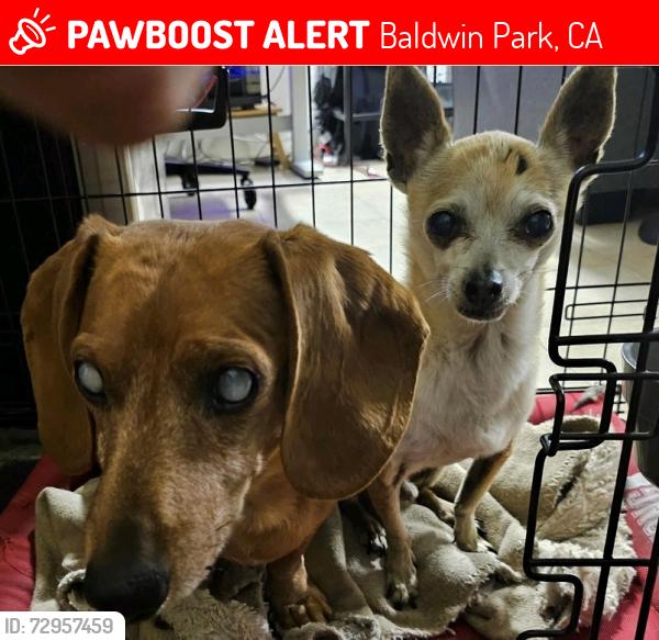 Lost Male Dog last seen Sandstone and Azusa Canyon, Baldwin Park, CA 91706