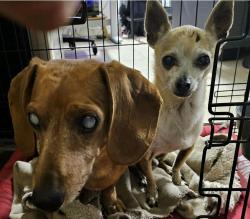 Lost Male Dog last seen Sandstone and Azusa Canyon, Baldwin Park, CA 91706