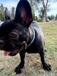 Reunited Female Dog last seen South Main, Las Cruces, NM 88001