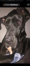 Reunited Male Dog last seen Bobby Gill Rd, Louisiana 70726, USA, Livingston Parish, LA 70726