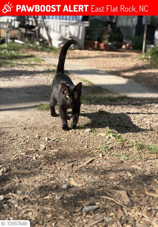 Lost Male Cat last seen Mine gap road, East Flat Rock, NC 28726