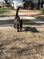 Lost Male Cat last seen Mine gap road, East Flat Rock, NC 28726