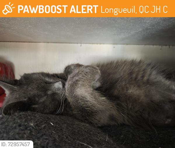 Found/Stray Male Cat last seen Chemin de la rive, Longueuil, QC J4H 4C9