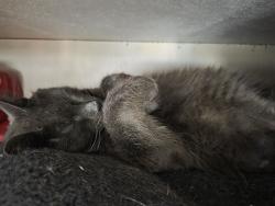 Found/Stray Male Cat last seen Chemin de la rive, Longueuil, QC J4H 4C9