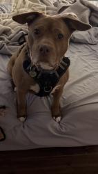 Reunited Female Dog last seen Leon and Campbell street, Jackson, TN 38301