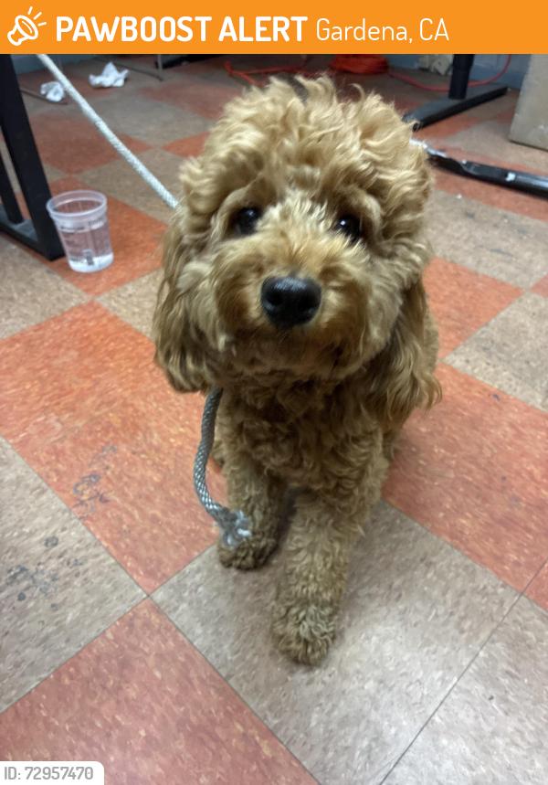 Found/Stray Male Dog last seen Western, Gardena, CA 90247