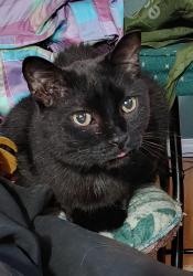 Reunited Male Cat last seen Near block Avenue I S , Saskatoon, SK S7M 1Y4