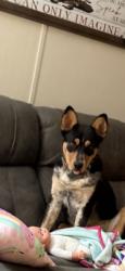 Reunited Male Dog last seen Bobby Gill Rd, Louisiana 70726, USA, Livingston Parish, LA 70726