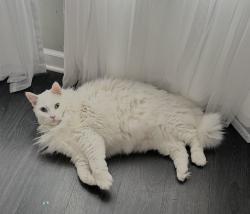 Lost Male Cat last seen Old norcoss, Lawrenceville, GA 30044