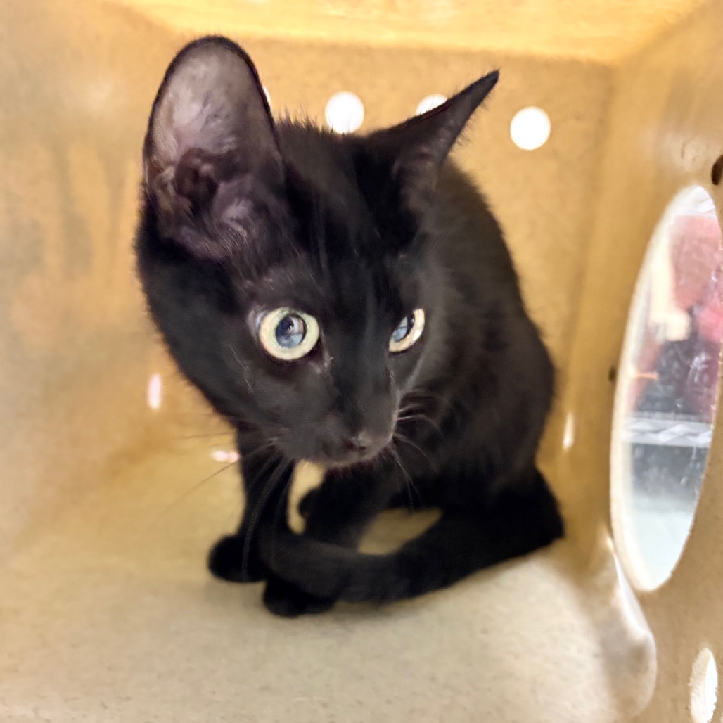 Shelter Stray Female Cat last seen , Philadelphia, PA 19140