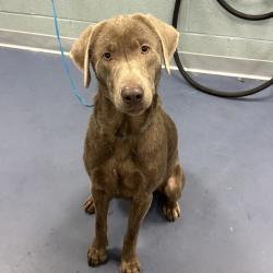 Shelter Stray Male Dog last seen , Greensboro, NC 27409