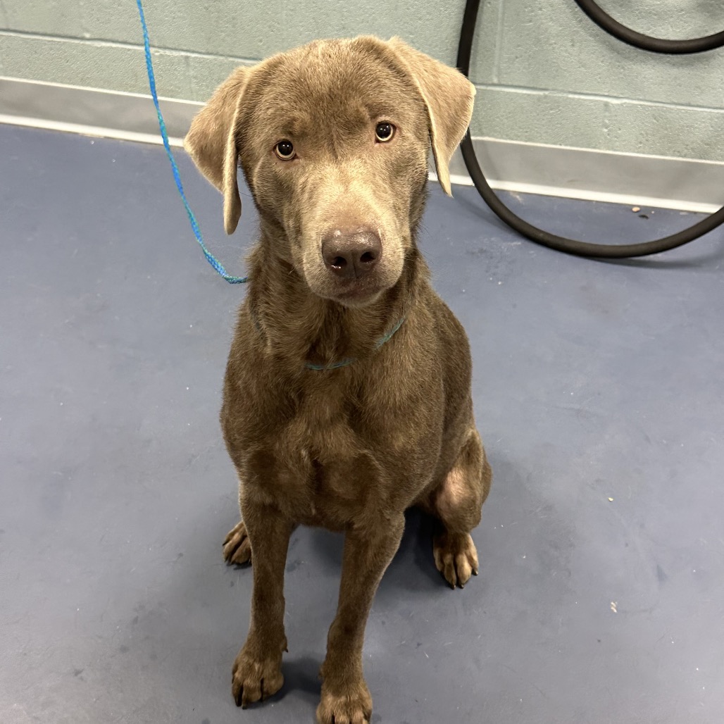 Shelter Stray Male Dog last seen , Greensboro, NC 27409