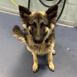 Shelter Stray Female Dog last seen , Greensboro, NC 27409