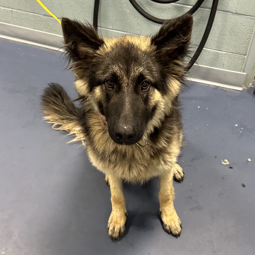 Shelter Stray Female Dog last seen , Greensboro, NC 27409