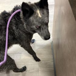 Shelter Stray Male Dog last seen , Ottawa, KS 66067