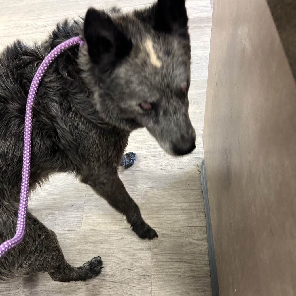 Shelter Stray Male Dog last seen , Ottawa, KS 66067