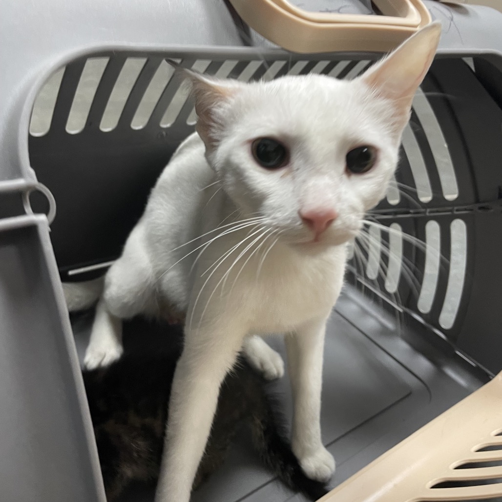 Shelter Stray Female Cat last seen , Dickinson, TX 77539