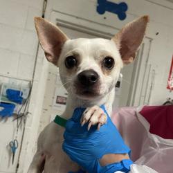 Shelter Stray Male Dog last seen , Edinburg, TX 78539