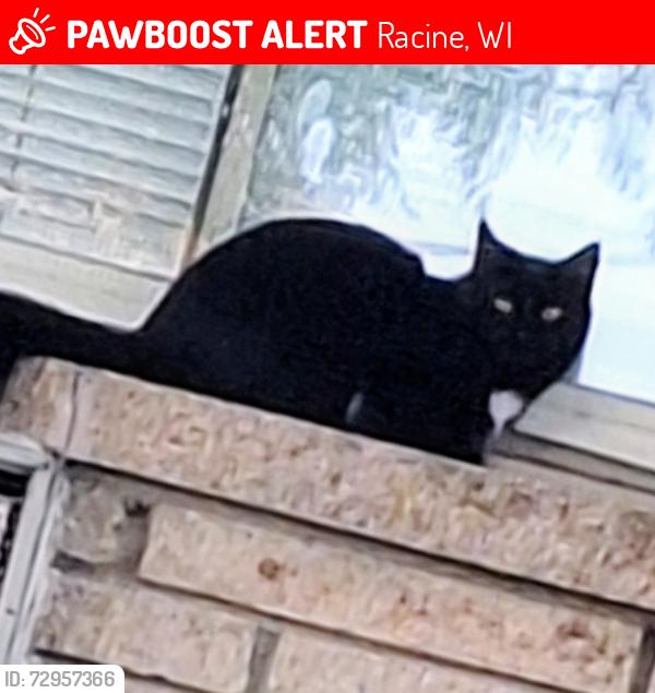 Lost Female Cat last seen Green Bay Rd and Kennedy Drive, Racine, WI 53404