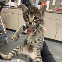 Shelter Stray Male Cat last seen , Dickinson, TX 77539