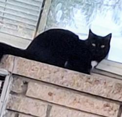 Lost Female Cat last seen Green Bay Rd and Kennedy Drive, Racine, WI 53404