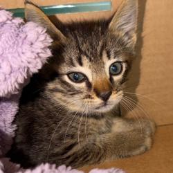 Shelter Stray Male Cat last seen , Norman, OK 73072