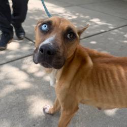 Shelter Stray Female Dog last seen , Columbus, GA 31907