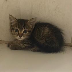 Shelter Stray Female Cat last seen , Pine Bluff, AR 71601