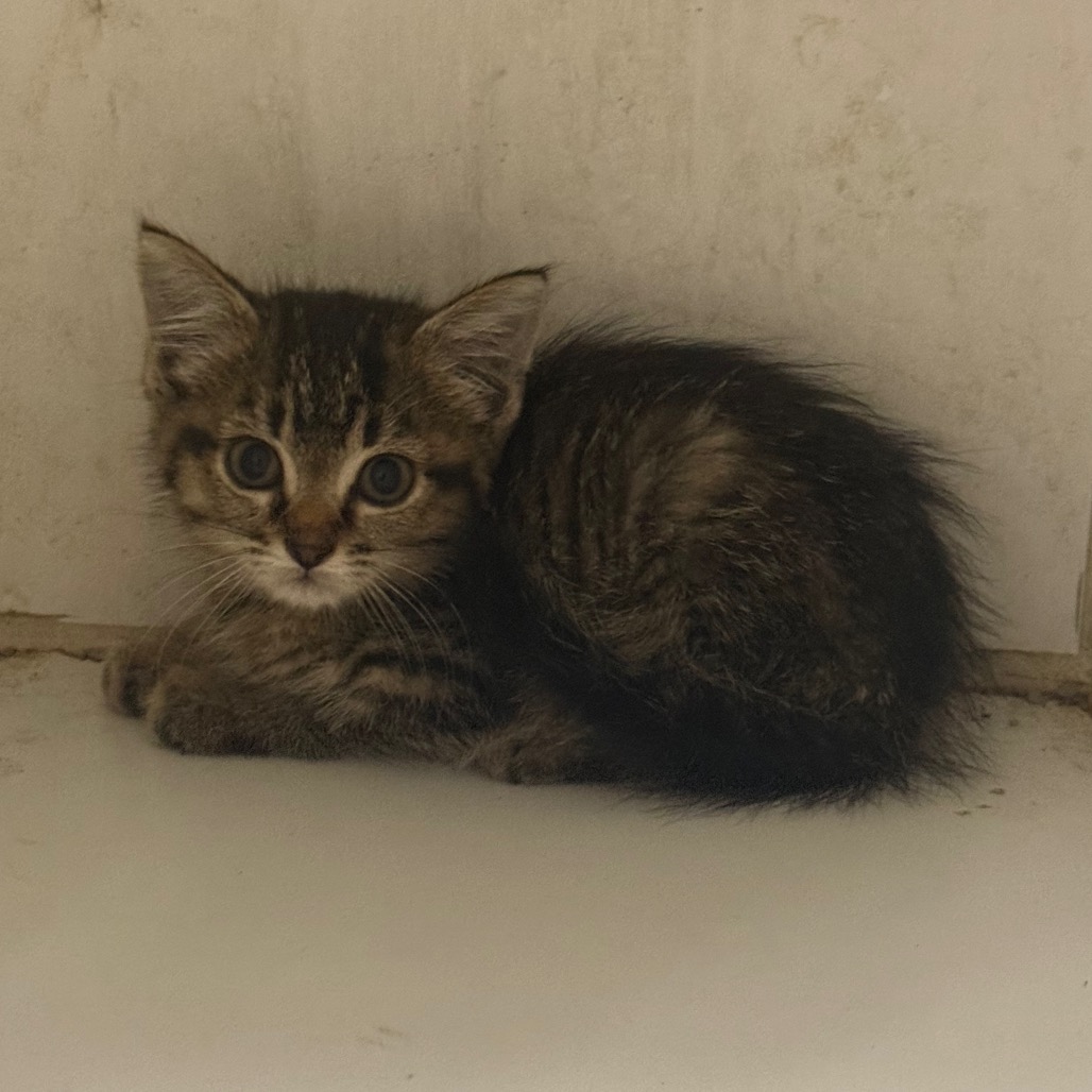 Shelter Stray Female Cat last seen , Pine Bluff, AR 71601