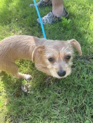 Found/Stray Female Dog last seen Lake Ridge/Mallard Pointe By Joe Pool Lake, Cedar Hill, TX 75104