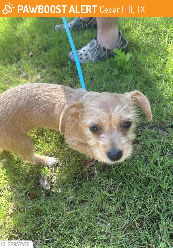Found/Stray Female Dog last seen Lake Ridge/Mallard Pointe By Joe Pool Lake, Cedar Hill, TX 75104
