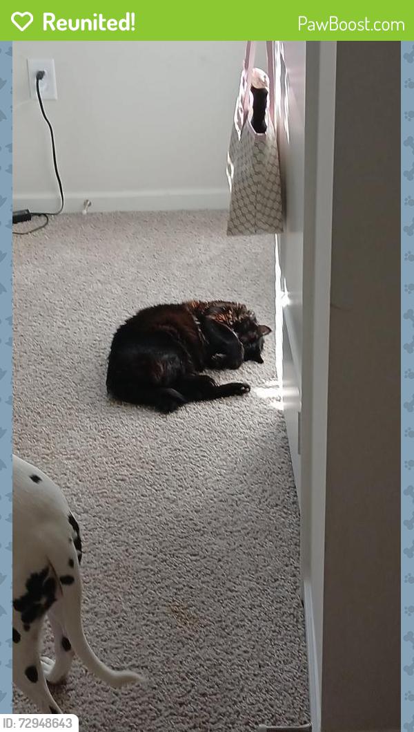 Reunited Male Cat last seen Redmond hosp , Rome, GA 30165