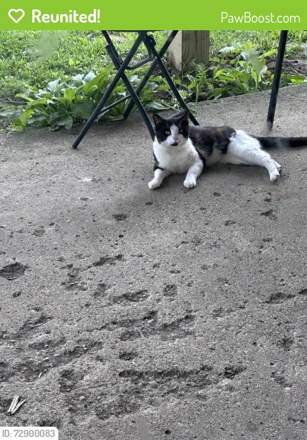 Reunited Female Cat last seen West dunn Ave cowing park neighborhood , Muncie, IN 47303