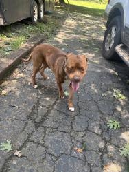 Found/Stray Male Dog last seen Near Maxwell Rd Antioch Tn 37013, Nashville, TN 37013