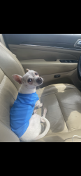 Lost Female Dog last seen Near n Calder pl tampa, Tampa, FL 33604