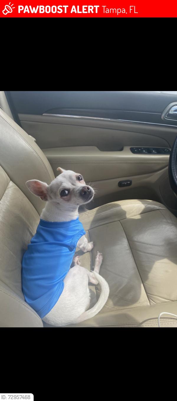 Lost Female Dog last seen Near n Calder pl tampa, Tampa, FL 33604