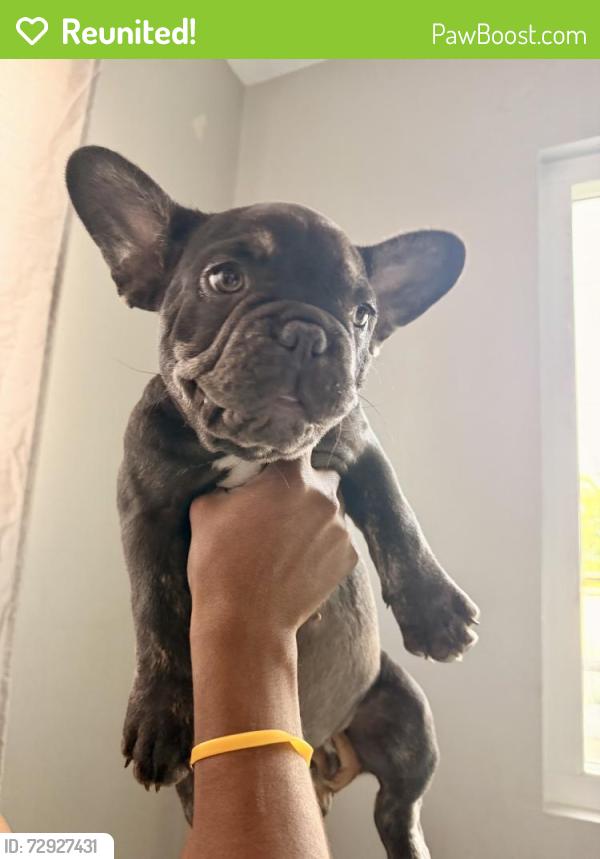 Reunited Male Dog last seen Near idle ave 89107, Las Vegas, NV 89107