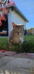 Lost Female Cat last seen Gladstone & Amelia, San Dimas, CA 91773