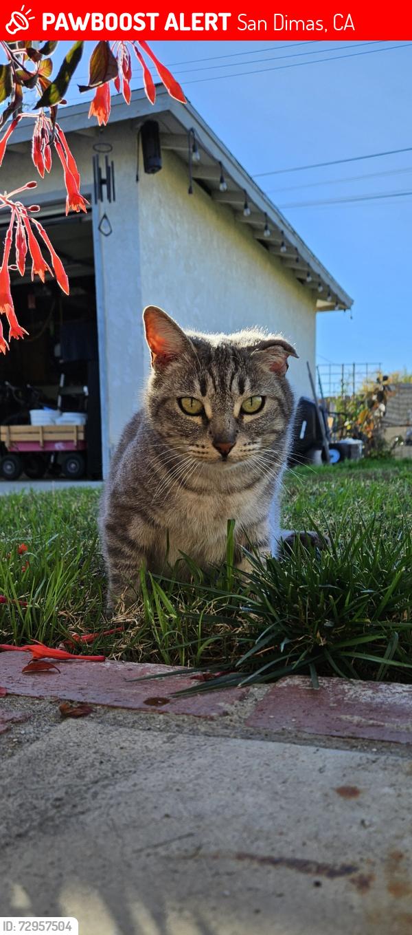 Lost Female Cat last seen Gladstone & Amelia, San Dimas, CA 91773