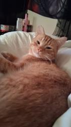Reunited Male Cat last seen State St and sunlight ave by the bimart and NAPA auto parts, Star, ID 83669